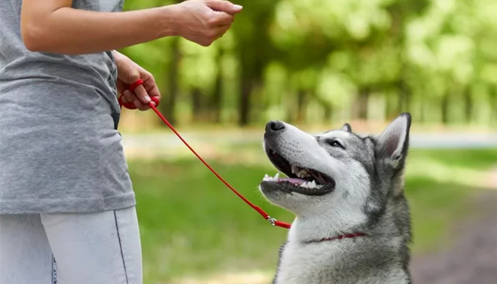Housebreaking 101: How to Potty Train Your Puppy