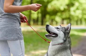 Housebreaking 101: How to Potty Train Your Puppy