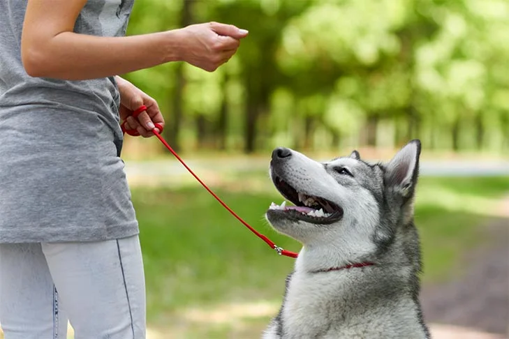Housebreaking 101: How to Potty Train Your Puppy