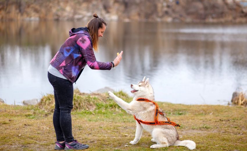 Positive Reinforcement vs. Punishment: What Works Best in Dog Training 
