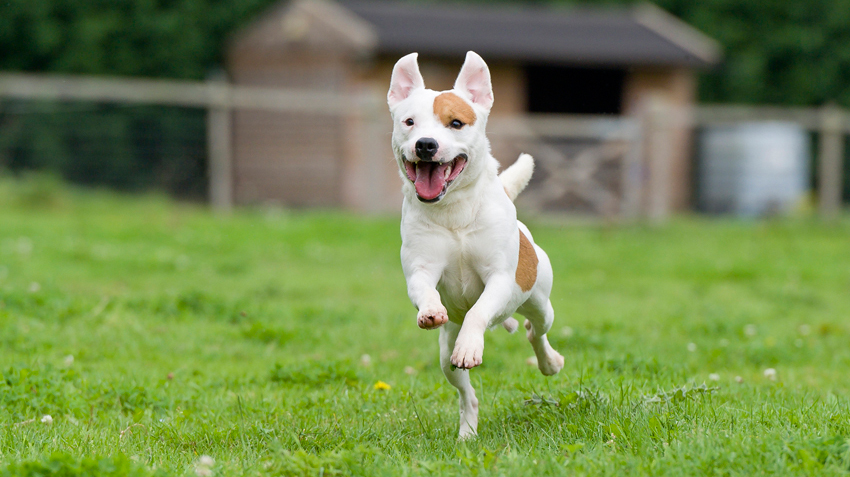 The Benefits of Mixed-Breed Pets: Unique Personalities and Health 