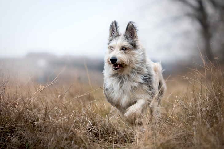 The Benefits of Mixed-Breed Pets: Unique Personalities and Health 