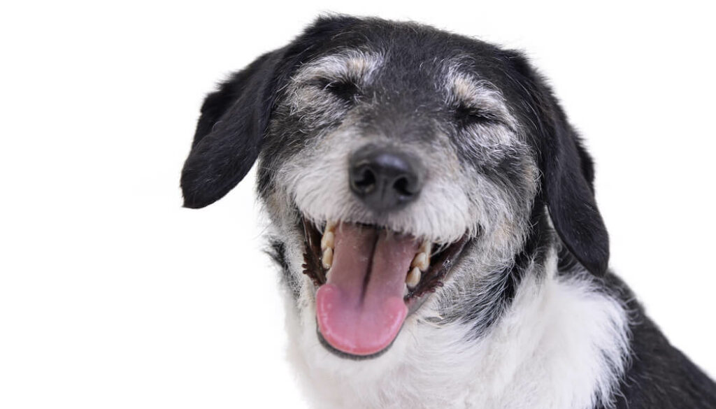 The Benefits of Mixed-Breed Pets: Unique Personalities and Health