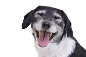 The Benefits of Mixed-Breed Pets: Unique Personalities and Health