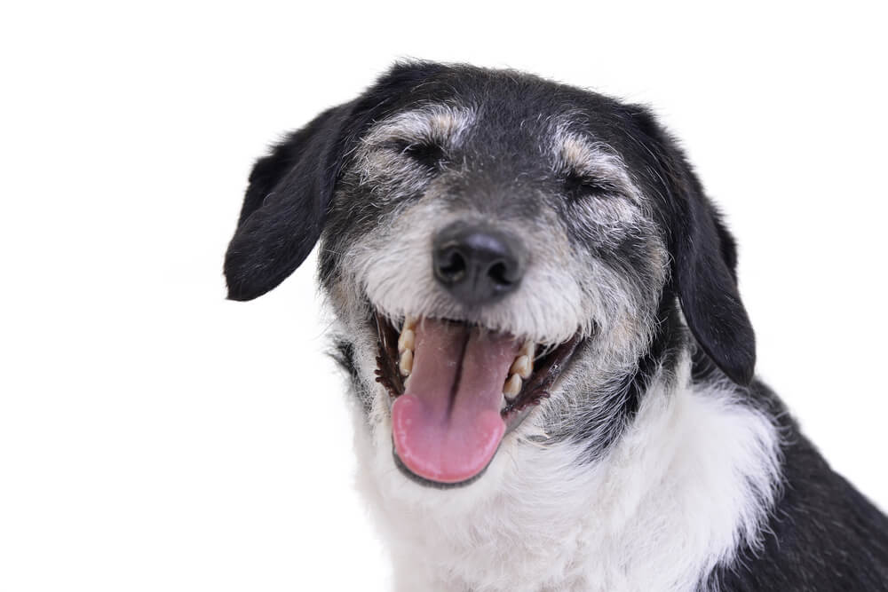 The Benefits of Mixed-Breed Pets: Unique Personalities and Health