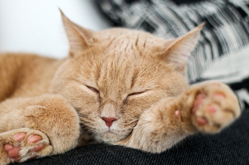 The Benefits of Mixed-Breed Pets: Unique Personalities and Health 