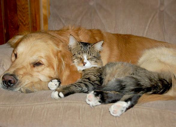 The Joy of Multi-Pet Homes: Adopting Siblings and Friends