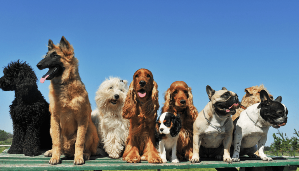 The Joy of Multi-Pet Homes: Adopting Siblings and Friends