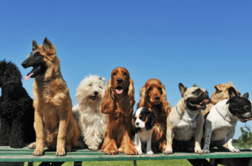 The Joy of Multi-Pet Homes: Adopting Siblings and Friends