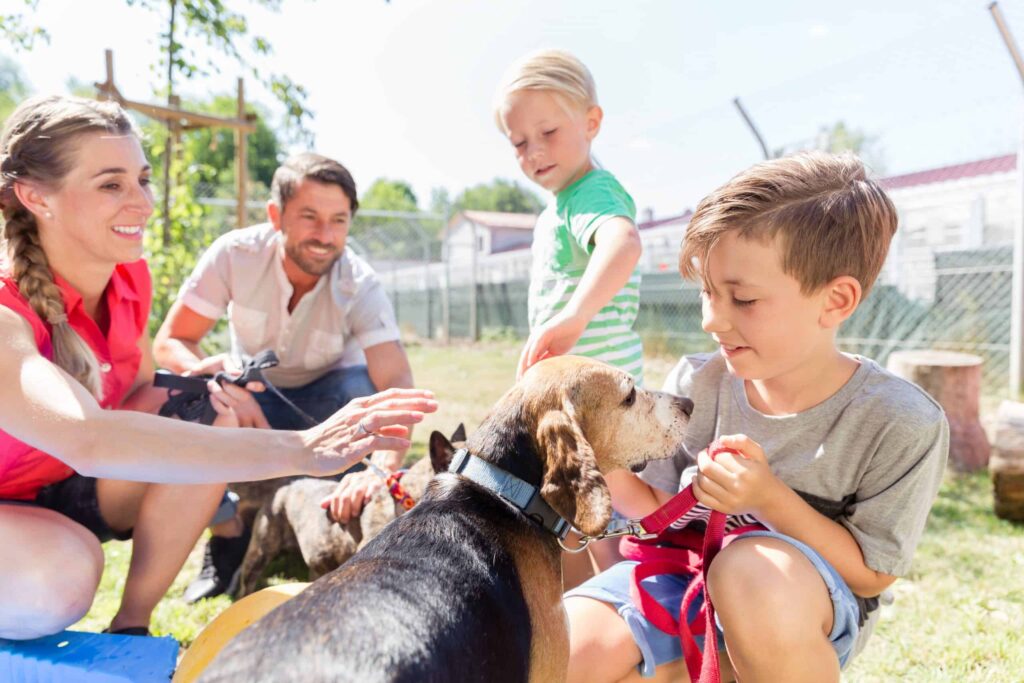 The Joy of Multi-Pet Homes: Adopting Siblings and Friends