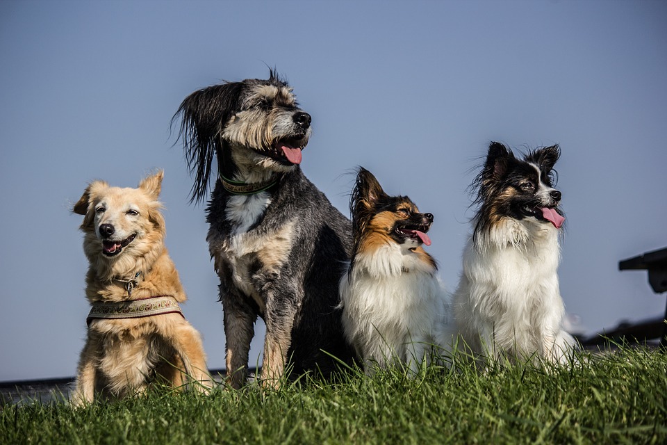 The Joy of Multi-Pet Homes: Adopting Siblings and Friends