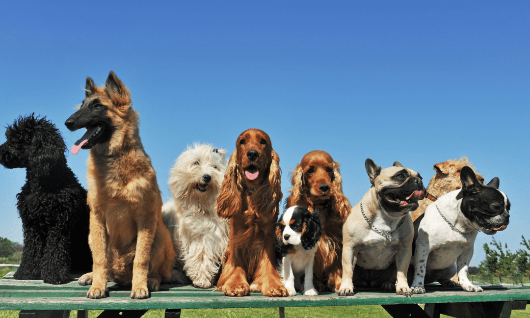 The Joy of Multi-Pet Homes: Adopting Siblings and Friends
