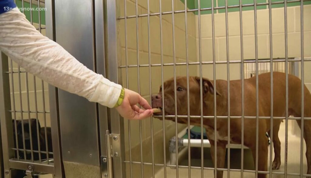 The Role of Foster Homes in Pet Adoption Success