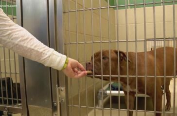 The Role of Foster Homes in Pet Adoption Success