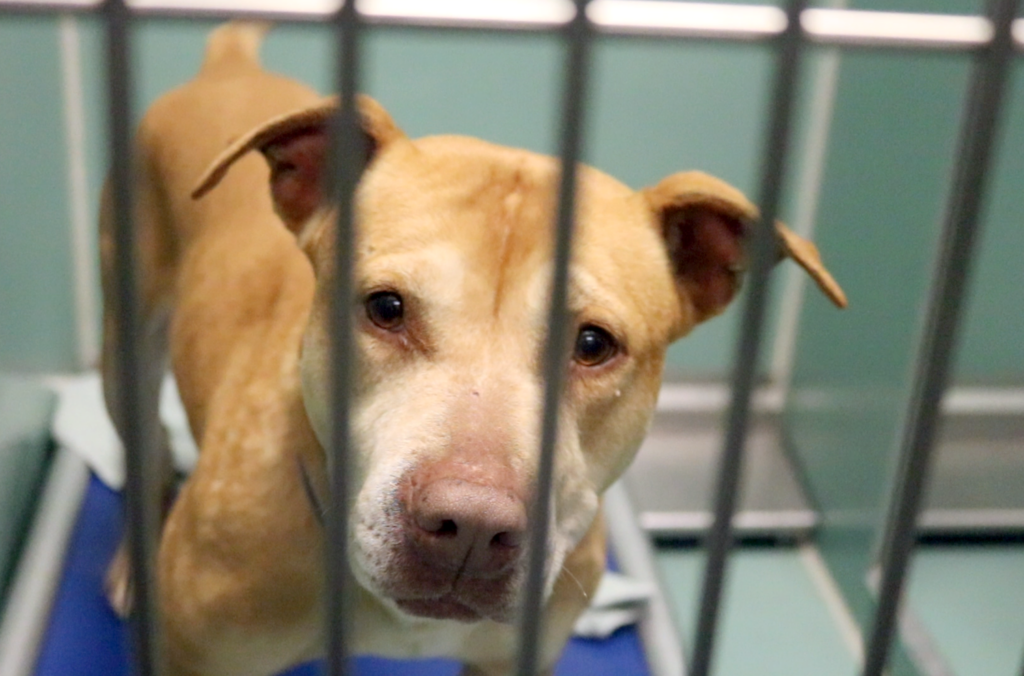 The Role of Foster Homes in Pet Adoption Success 