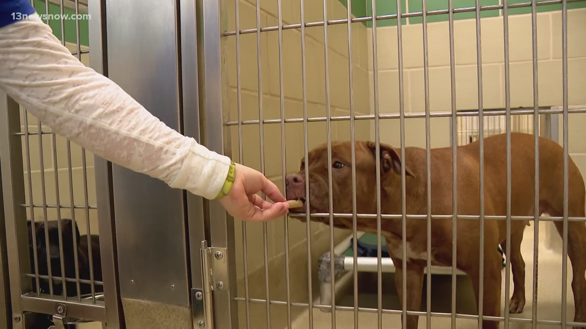 The Role of Foster Homes in Pet Adoption Success
