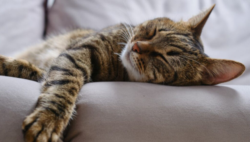 Training Your Cat to Sleep Through the Night