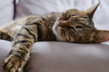 Training Your Cat to Sleep Through the Night