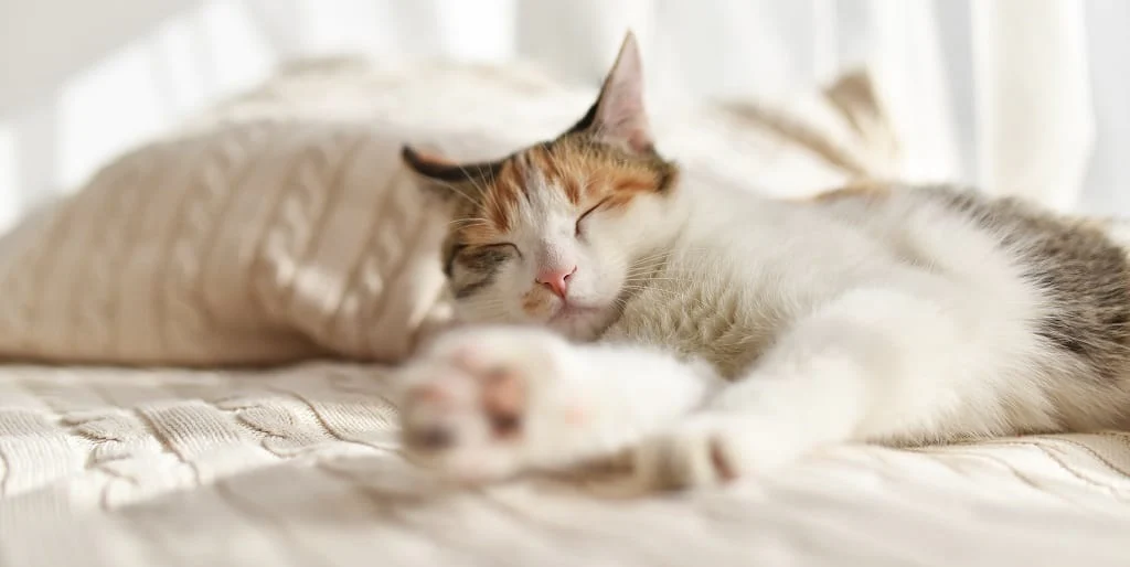 Training Your Cat to Sleep Through the Night 