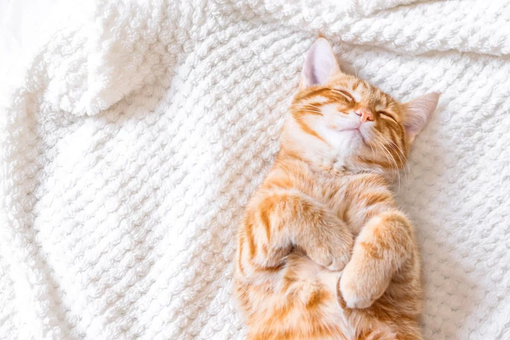 Training Your Cat to Sleep Through the Night 