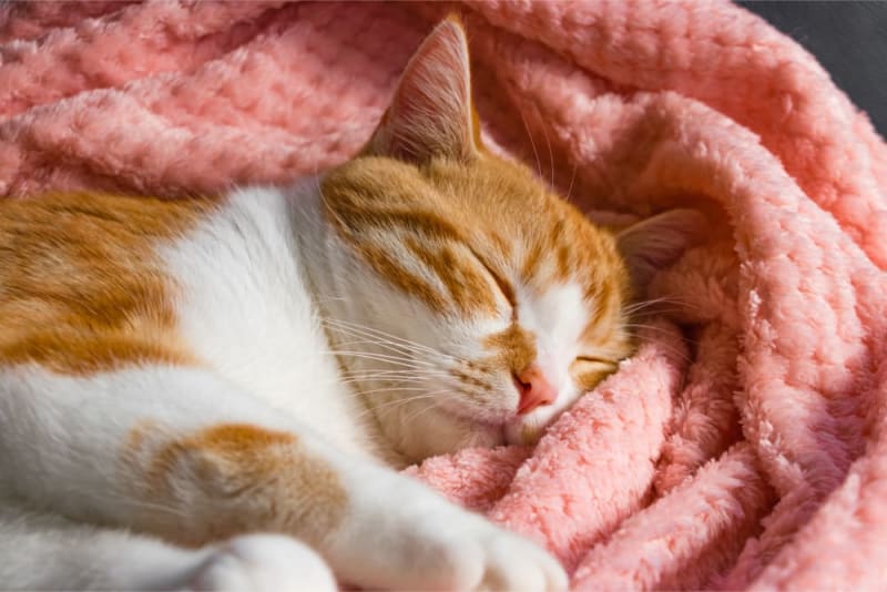 Training Your Cat to Sleep Through the Night 