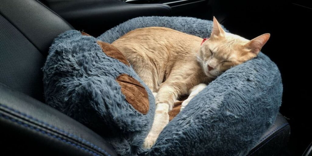 Training a Cat to Stay Calm During Car Rides 
