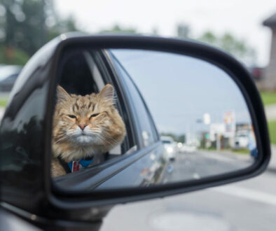 Training a Cat to Stay Calm During Car Rides