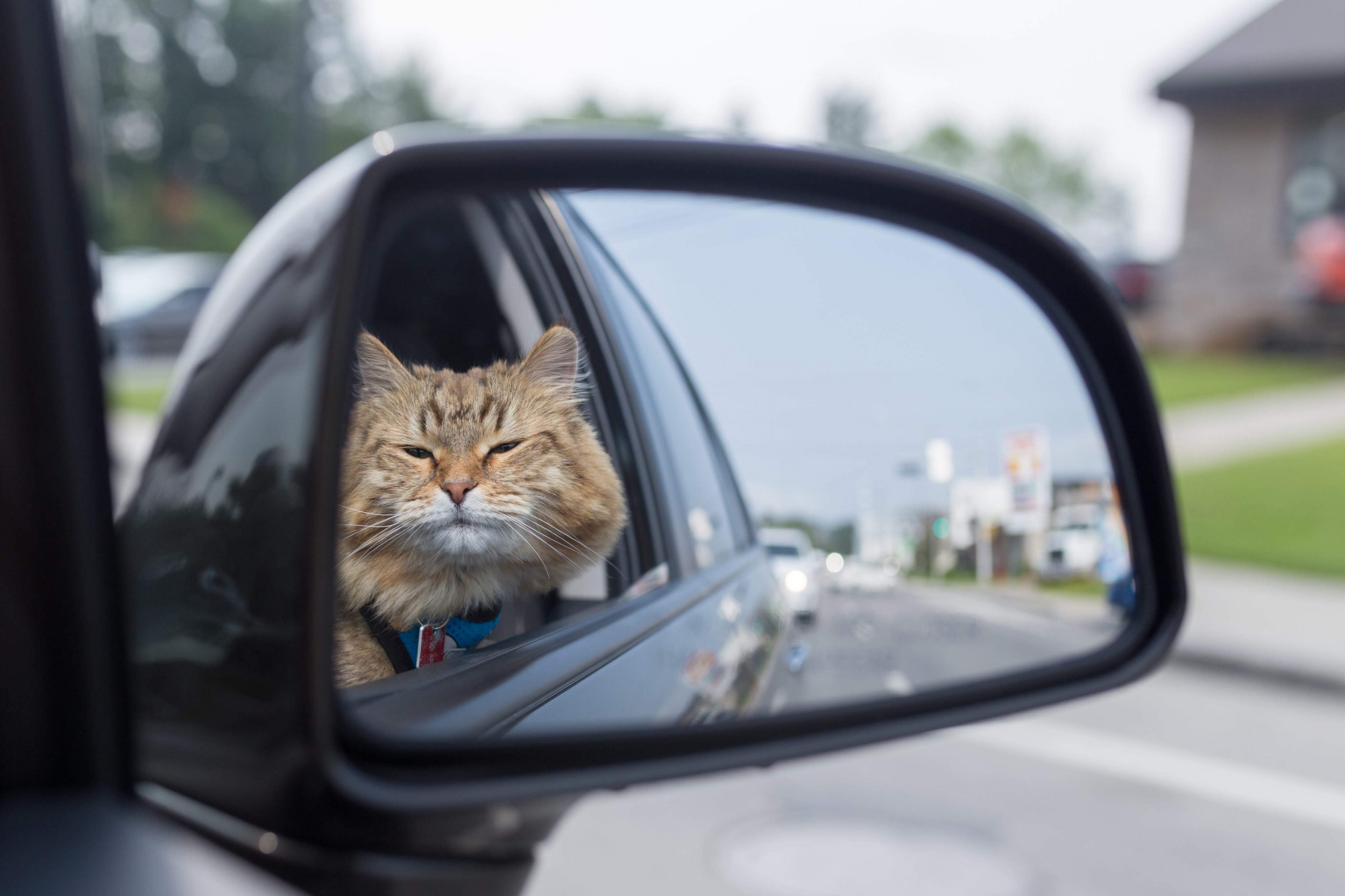 Training a Cat to Stay Calm During Car Rides