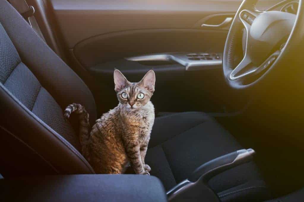 Training a Cat to Stay Calm During Car Rides 