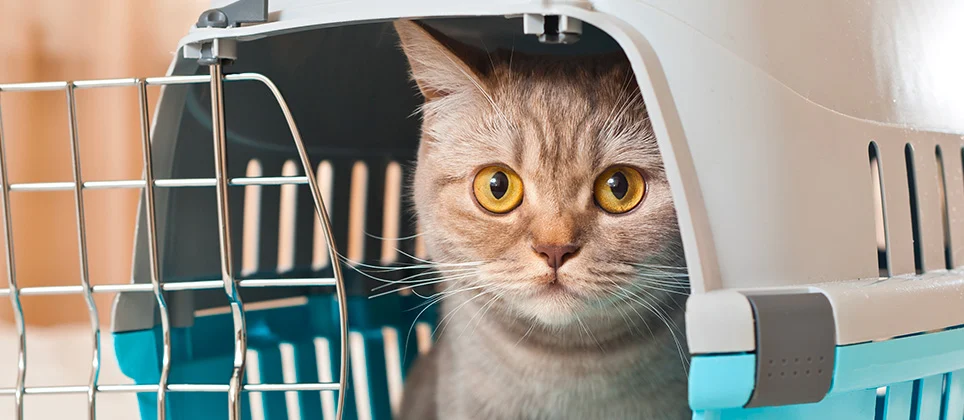 Training a Cat to Stay Calm During Car Rides 