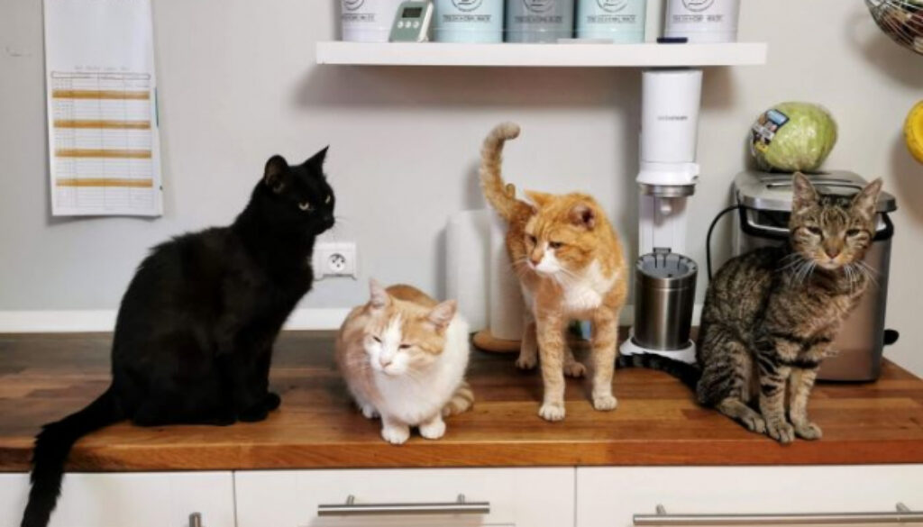 Training a Cat to Stay Off Countertops