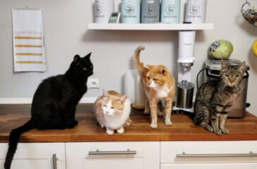 Training a Cat to Stay Off Countertops