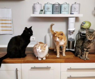 Training a Cat to Stay Off Countertops