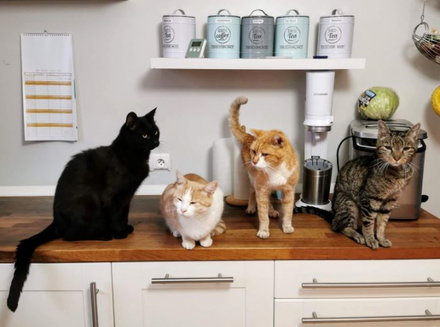 Training a Cat to Stay Off Countertops