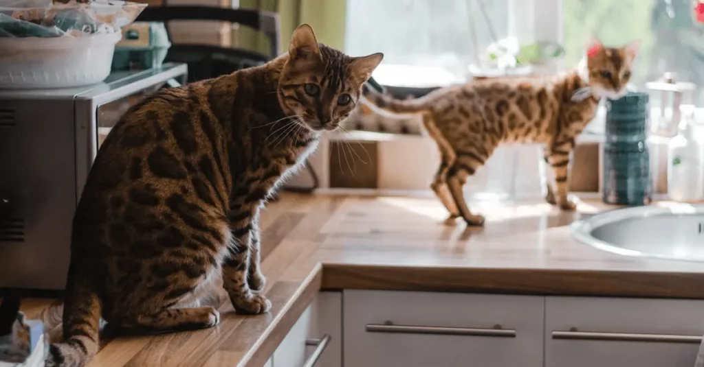 Training a Cat to Stay Off Countertops 