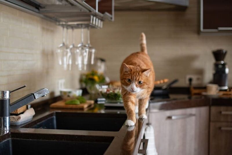 Training a Cat to Stay Off Countertops 
