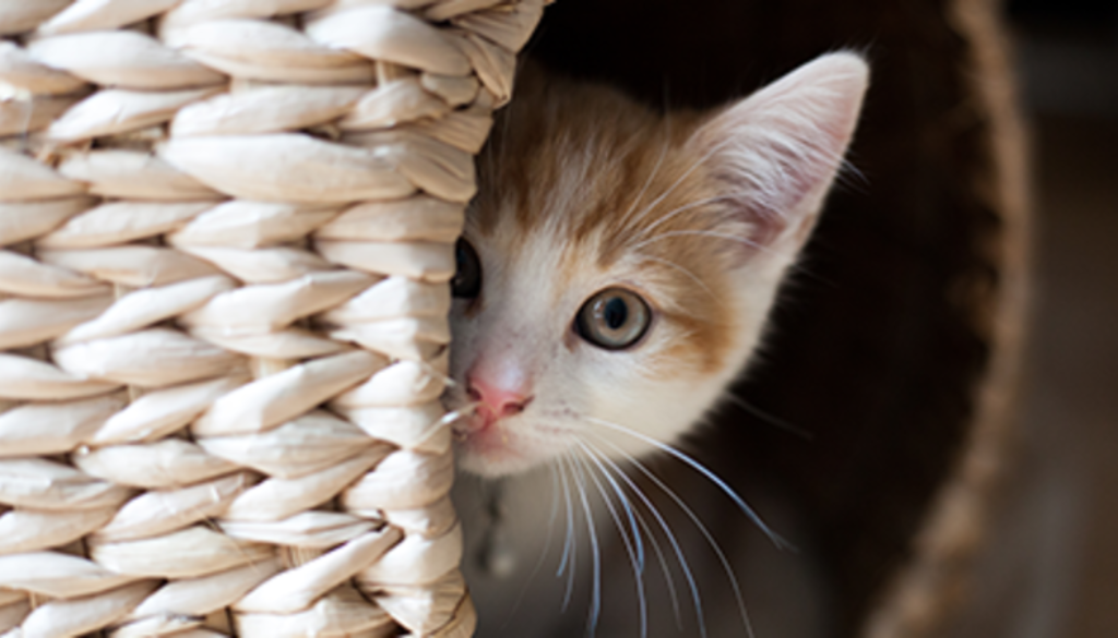 separation anxiety, cats, kittens, multi-cat households, feline behavior, anxiety management, veterinary intervention, medications, socialization, positive reinforcement, gradual desensitization, environmental enrichment, scent therapy, behavioral techniques, calming methods, interactive play, vertical space, companion integration, preventative measures, professional consultation