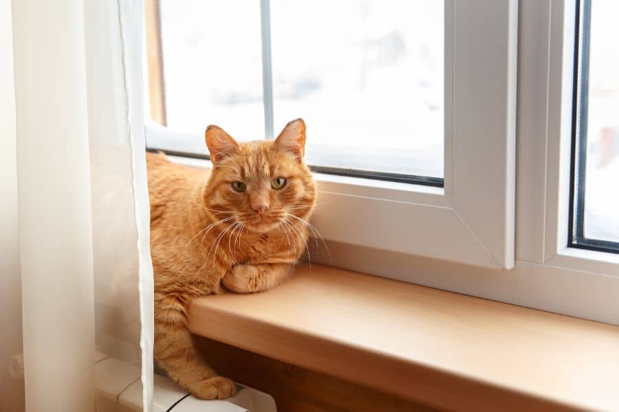 separation anxiety, cats, kittens, multi-cat households, feline behavior, anxiety management, veterinary intervention, medications, socialization, positive reinforcement, gradual desensitization, environmental enrichment, scent therapy, behavioral techniques, calming methods, interactive play, vertical space, companion integration, preventative measures, professional consultation