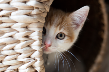 separation anxiety, cats, kittens, multi-cat households, feline behavior, anxiety management, veterinary intervention, medications, socialization, positive reinforcement, gradual desensitization, environmental enrichment, scent therapy, behavioral techniques, calming methods, interactive play, vertical space, companion integration, preventative measures, professional consultation