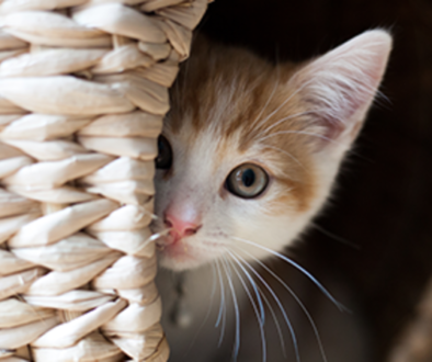 separation anxiety, cats, kittens, multi-cat households, feline behavior, anxiety management, veterinary intervention, medications, socialization, positive reinforcement, gradual desensitization, environmental enrichment, scent therapy, behavioral techniques, calming methods, interactive play, vertical space, companion integration, preventative measures, professional consultation