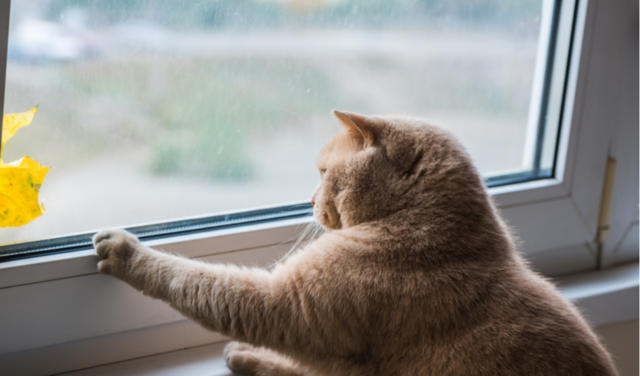 separation anxiety, cats, kittens, multi-cat households, feline behavior, anxiety management, veterinary intervention, medications, socialization, positive reinforcement, gradual desensitization, environmental enrichment, scent therapy, behavioral techniques, calming methods, interactive play, vertical space, companion integration, preventative measures, professional consultation