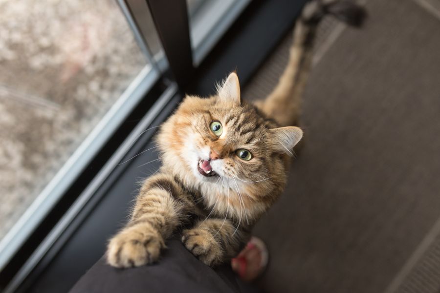 separation anxiety, cats, kittens, multi-cat households, feline behavior, anxiety management, veterinary intervention, medications, socialization, positive reinforcement, gradual desensitization, environmental enrichment, scent therapy, behavioral techniques, calming methods, interactive play, vertical space, companion integration, preventative measures, professional consultation