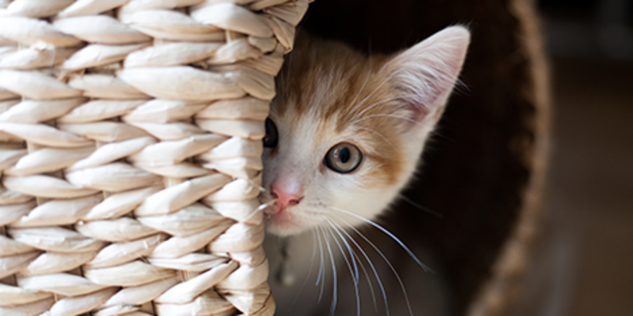 separation anxiety, cats, kittens, multi-cat households, feline behavior, anxiety management, veterinary intervention, medications, socialization, positive reinforcement, gradual desensitization, environmental enrichment, scent therapy, behavioral techniques, calming methods, interactive play, vertical space, companion integration, preventative measures, professional consultation
