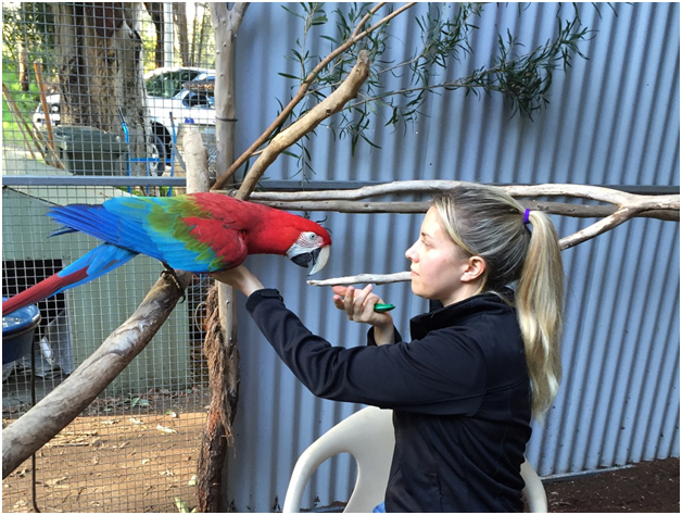 Bird Training: Bonding and Behavioral Solutions