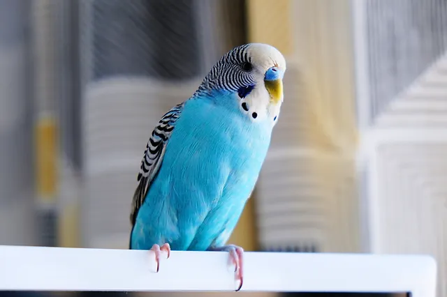 Bird Training: Bonding and Behavioral Solutions