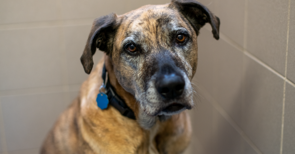Memorializing Your Pet Online: Creating a Digital Tribute