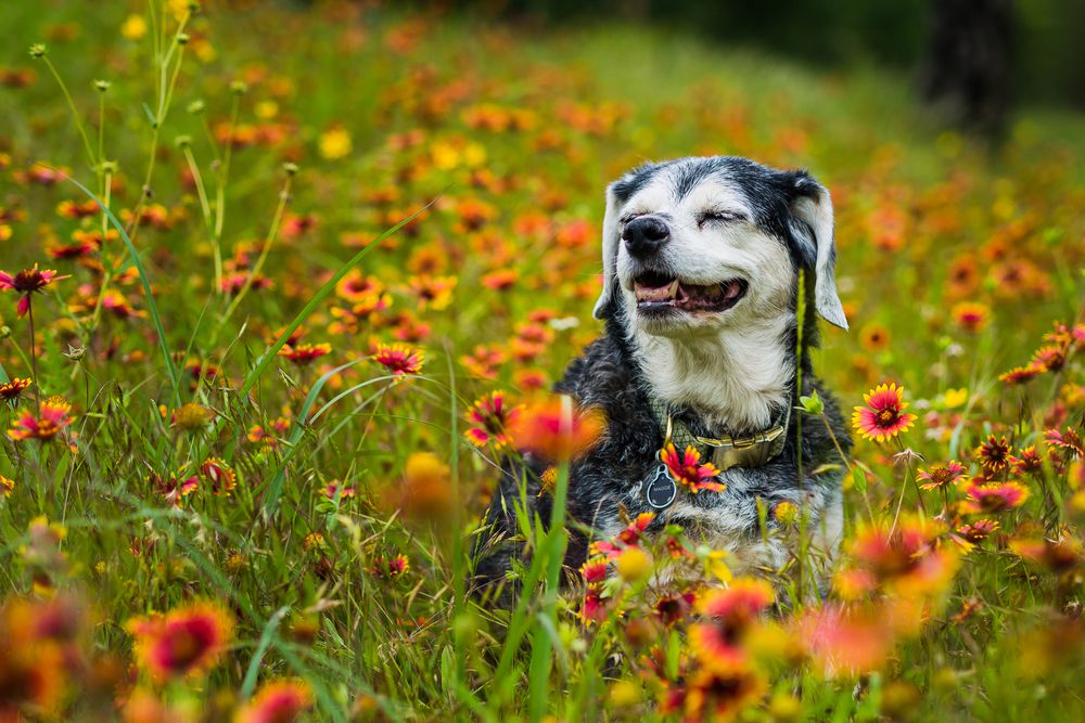 Finding Love in Older Pets: The Joys of Senior Pet Adoption