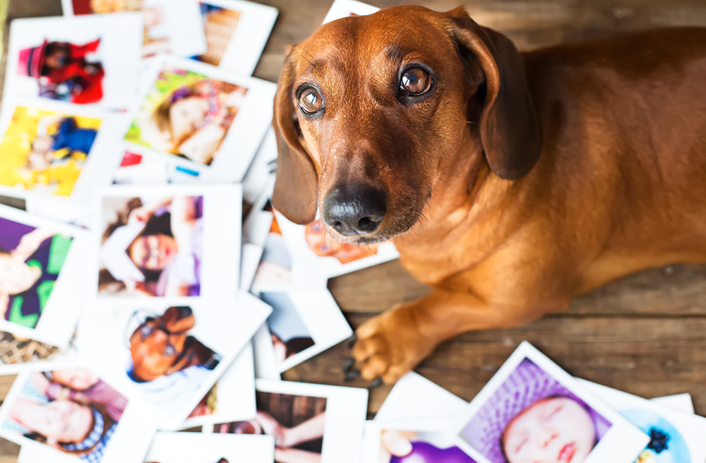 Memorializing Your Pet Online: Creating a Digital Tribute