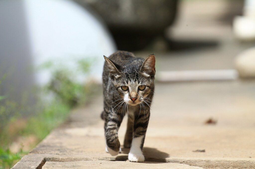 Teaching Your Cat to Come When Called 