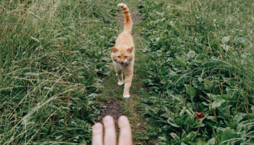 Teaching Your Cat to Come When Called